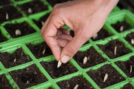 Planting pumpkin seeds